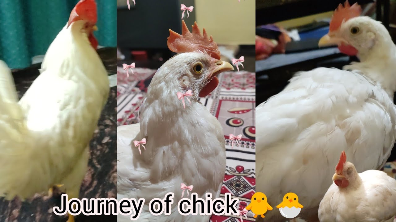 My chick🐣 journey🪬😍 colourful chick🐥to🐔 hen💗#chicken#hen#journeyoflife#subscribe 