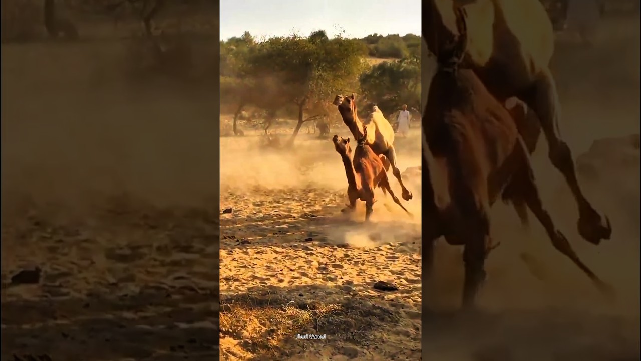 Amazing Camels Behavior at Meeting|Thari Camel|