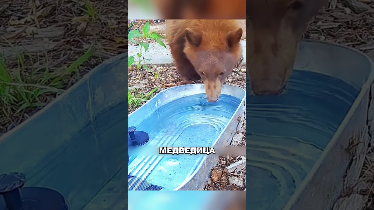 Добрая хозяйка привлекла НАГЛЫХ МЕДВЕДЕЙ😱🌳🐻
