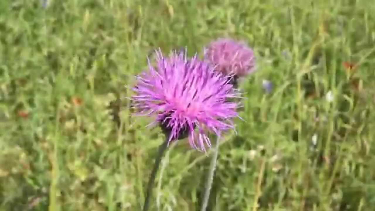 Wildfowers in Elgin Texas