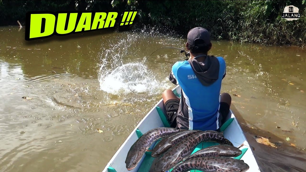 SEGANAS INI LAH TOMAN KETIKA MERASA TERGANGGU