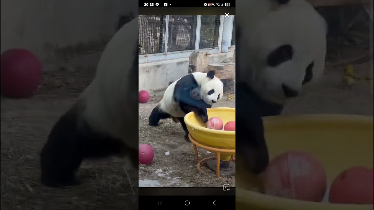 阿三看熊貓錄頻分享🐼 1月22號 小萌蘭日常活動時間