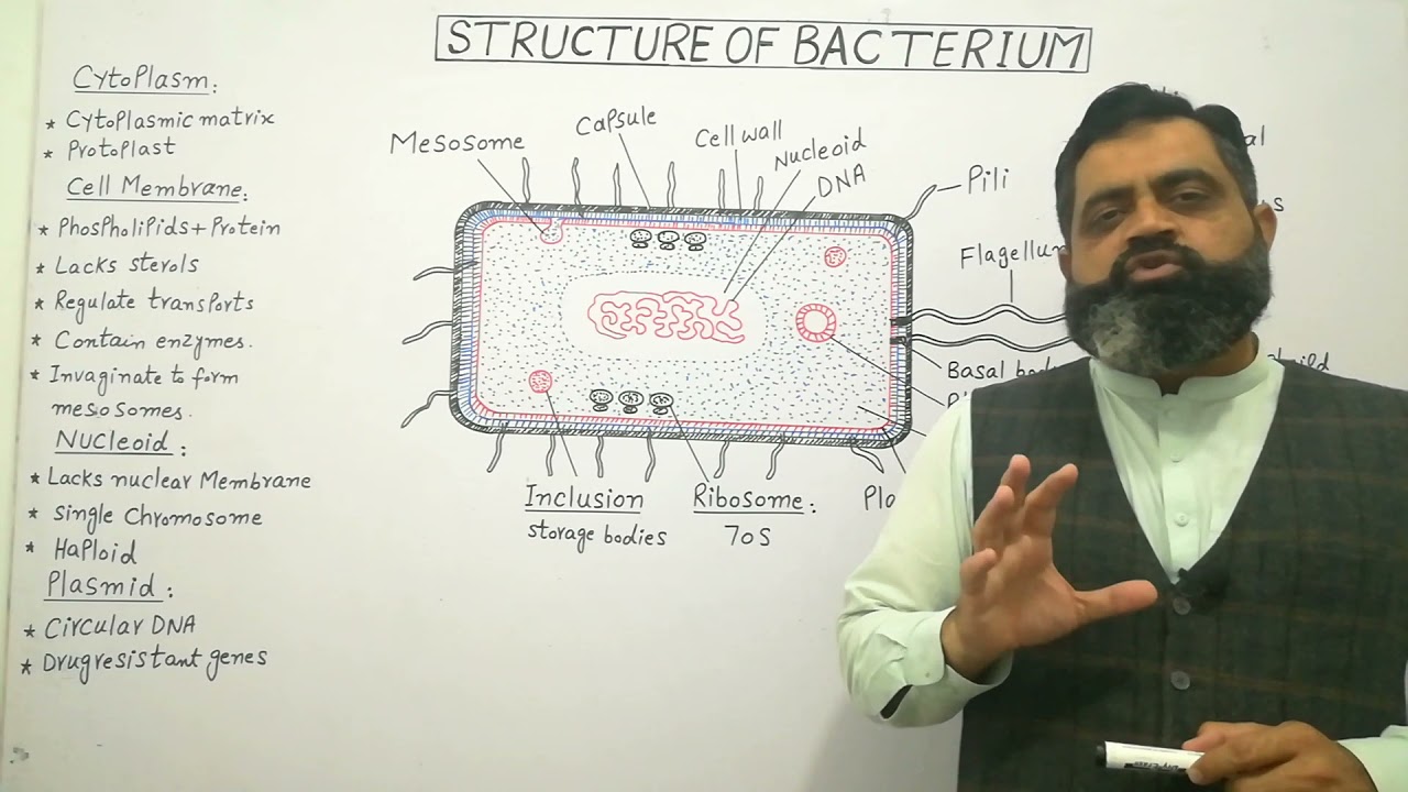 Structure of Bacterium Urdu /Hindi medium @Prof. Masood Fuzail| Bacterial Ribosome | Inclusions
