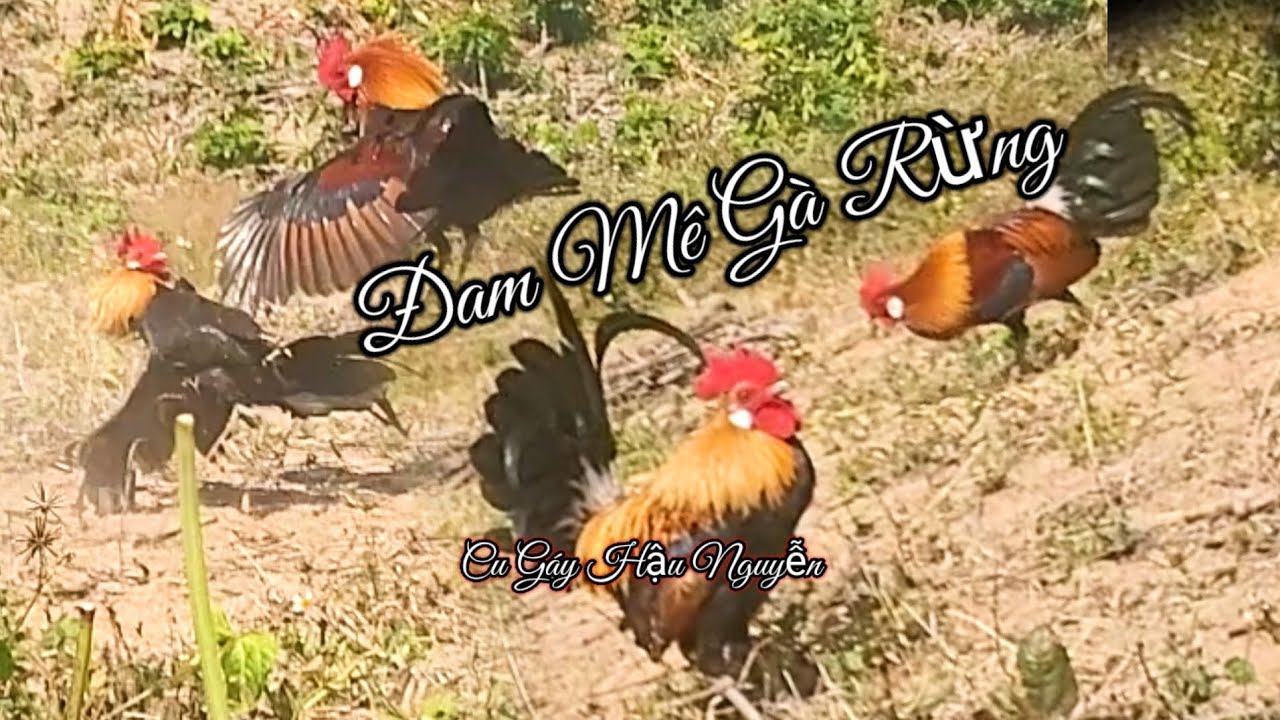 ĐAM MÊ GÀ RỪNG.ViDeo Mang Tính Vui Giải Trí.Mời Cả Nhà Xem Vui.Cu Gáy Hậu Nguyễn