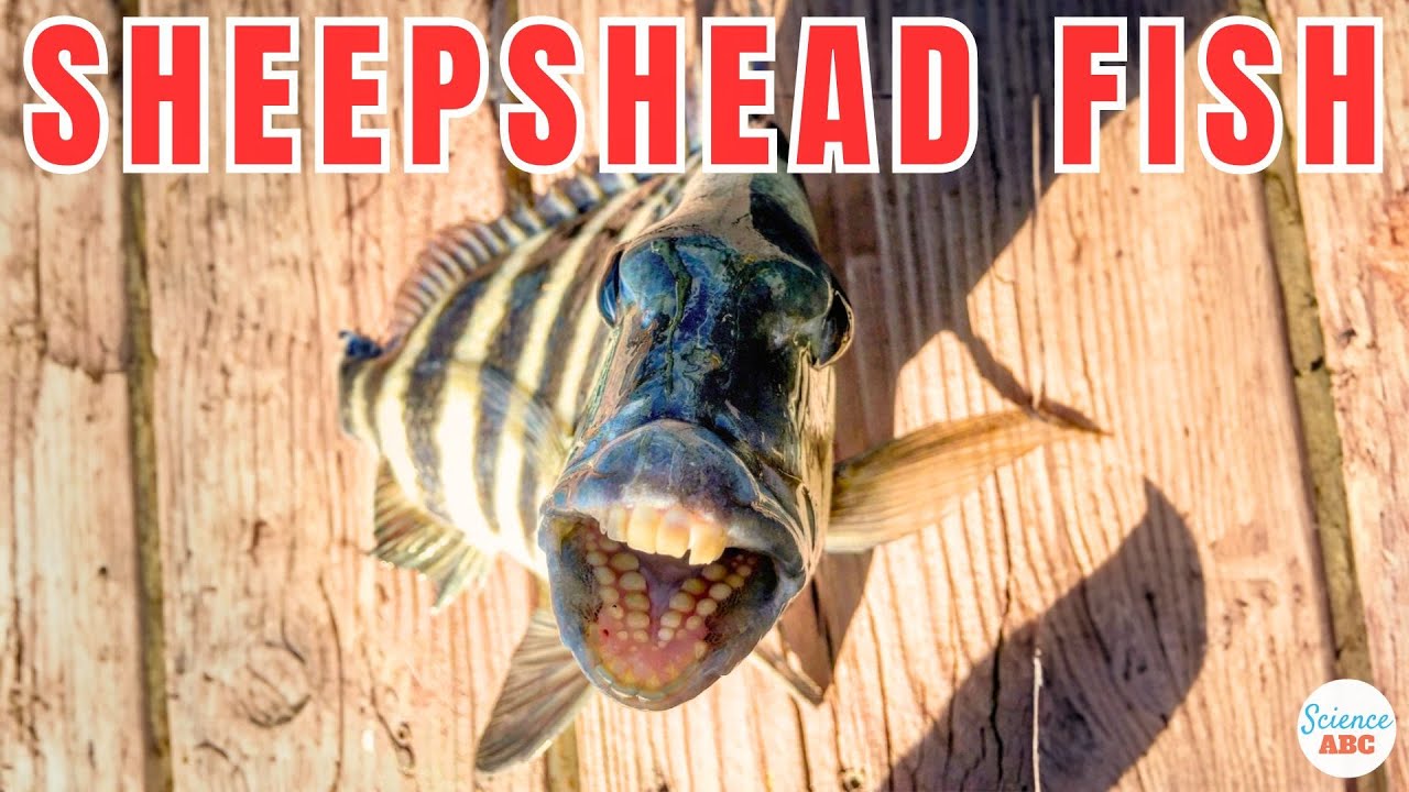 Sheepshead Fish: Удивительная рыба с человеческими зубами!