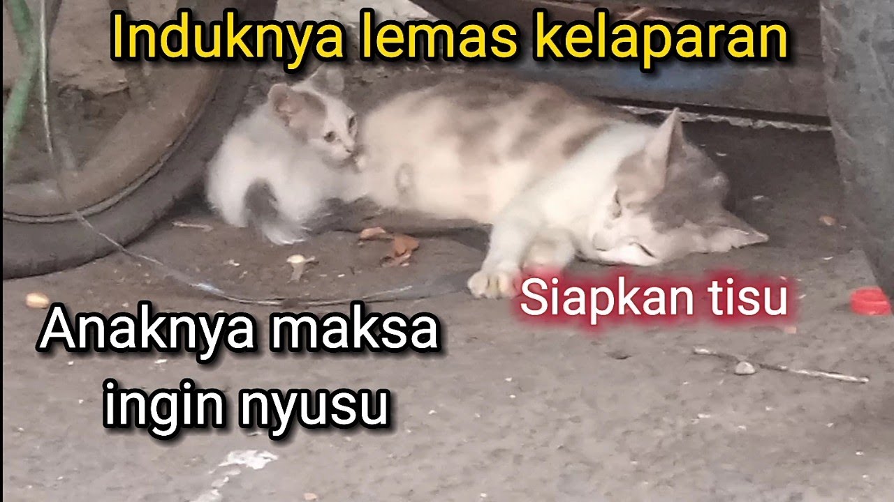 Induknya lemas kelaparan berteduh dikolong gerobak, Anaknya maksa ingin nyusu