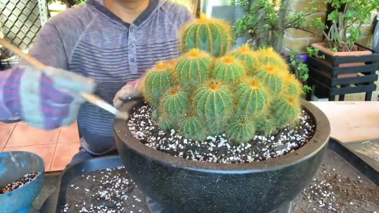 Resharing How I Repot Big Cactus