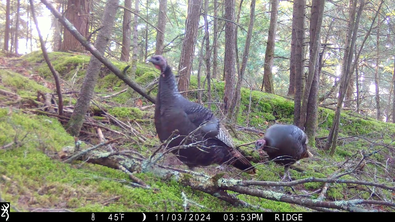 Wild Turkey Parade