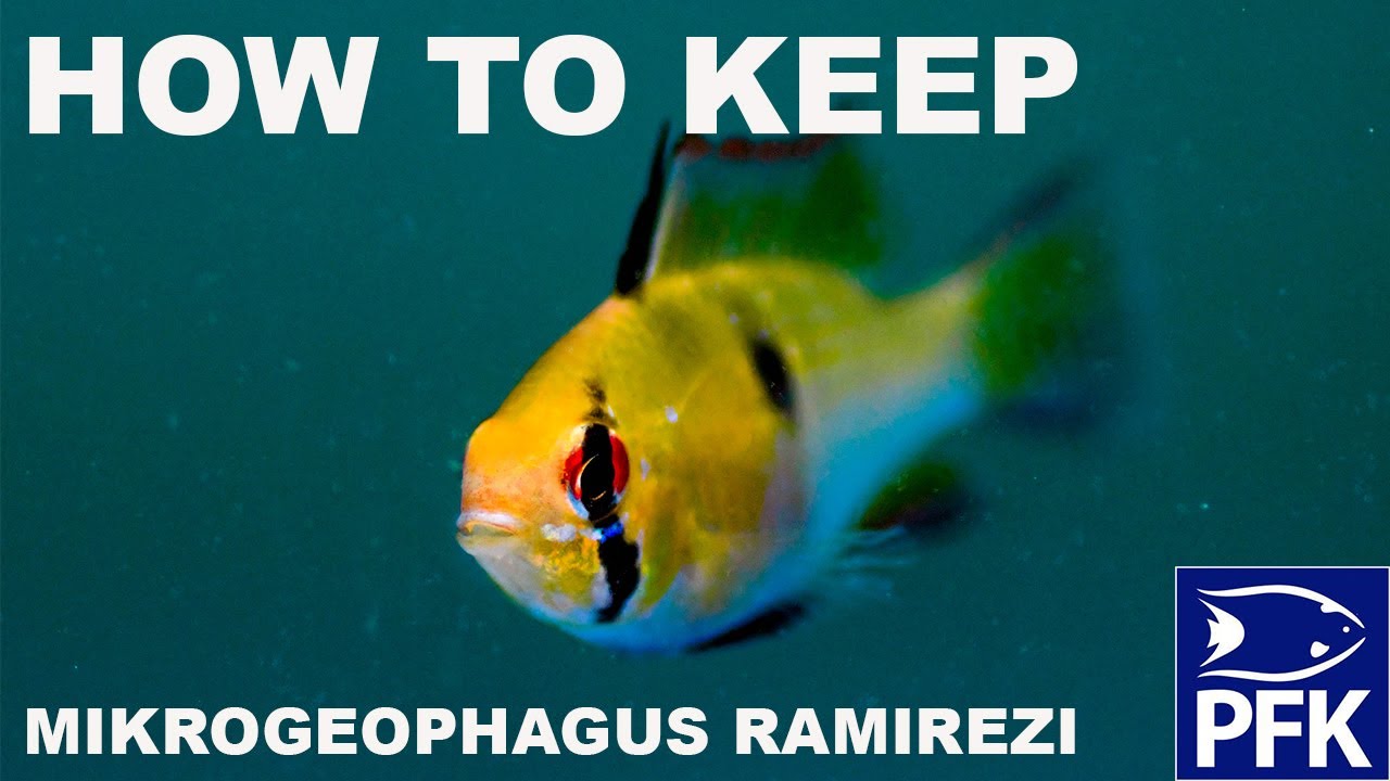 How to keep Mikrogeophagus ramirezi