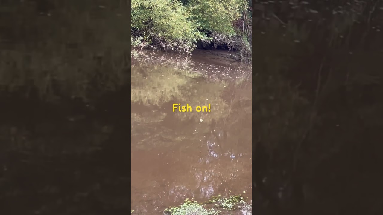 Fish on! #fishing #fish #a1 #gateshead #trout #float #trotting
