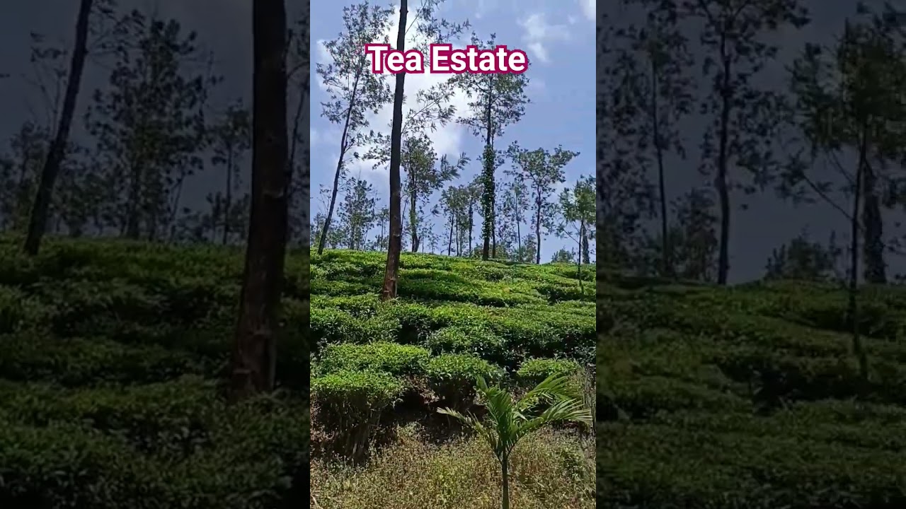 Tea estate #viralvideo