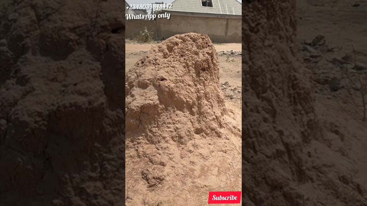 3 Things You Can Do With Anthill