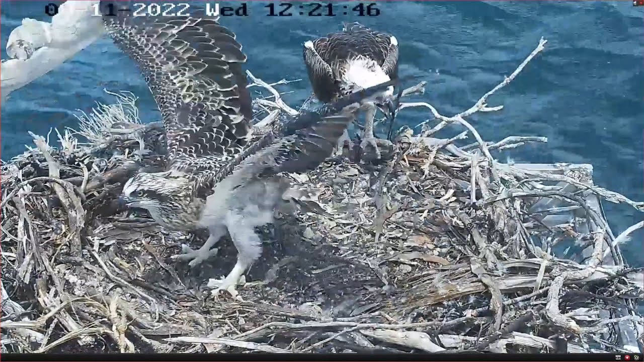 Zoe's life from egg to fledge - Port Lincoln Osprey - 2022