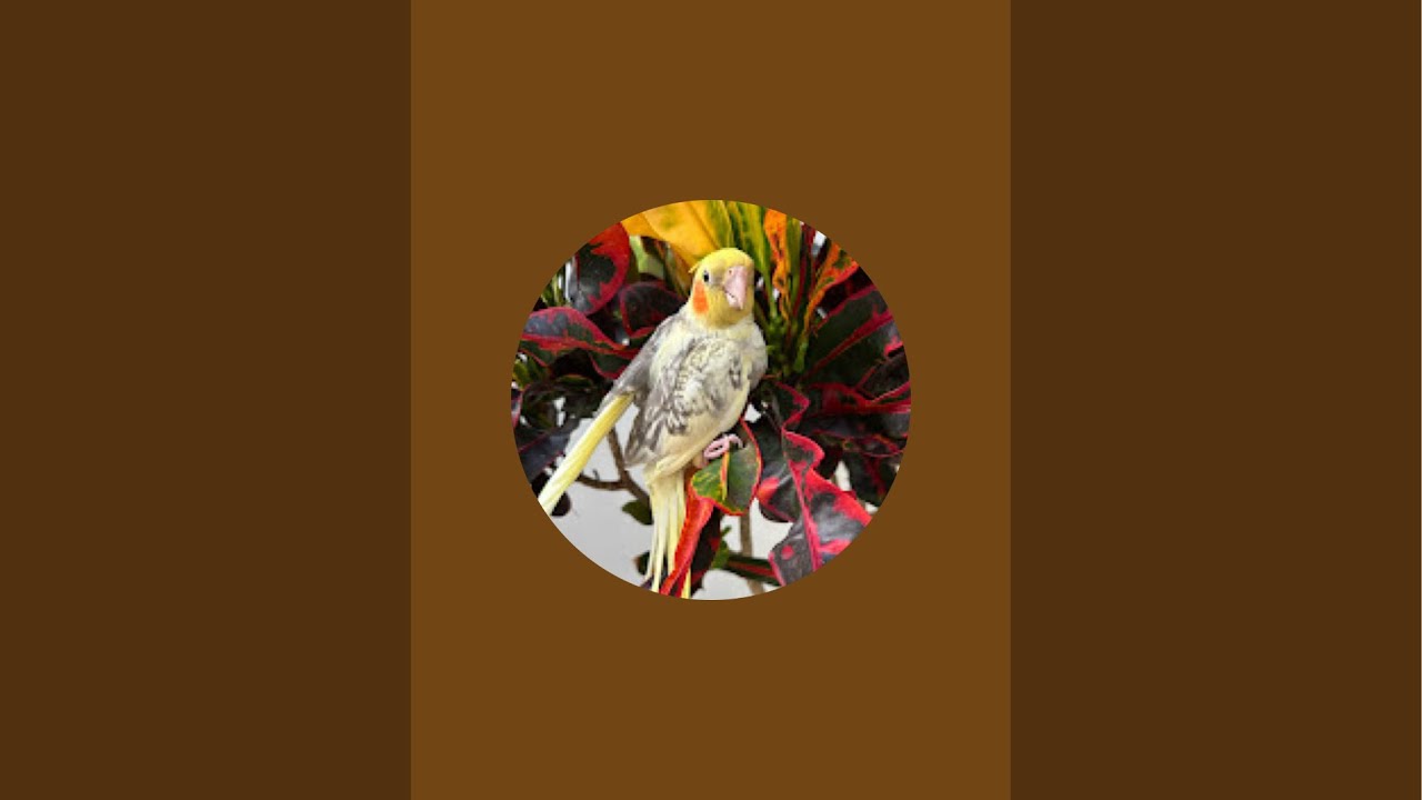 El Jardín de Ángela está en vivo