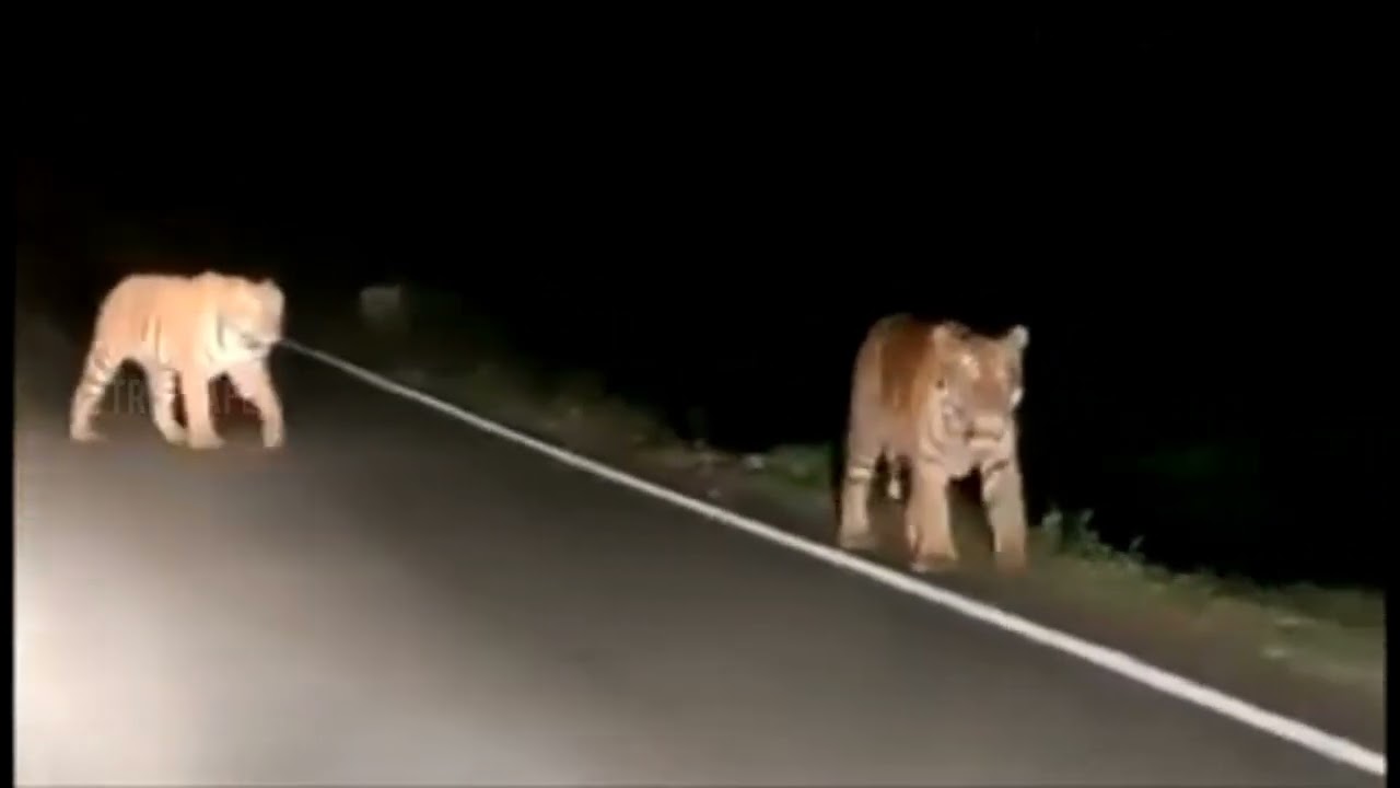 Tiger Crossing road😵 in Ooty to masinagudi road