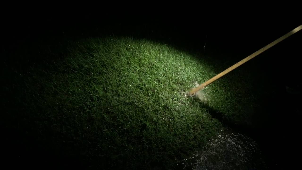 Lawn Rain Bubble/Turf Blister - 7/29/16 - Murray, KY
