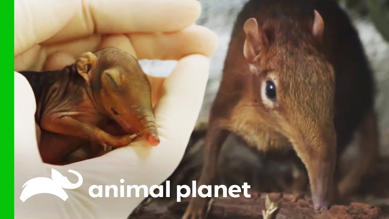 Zookeepers Hope For The Birth of a Healthy Baby Elephant Shrew | The Zoo