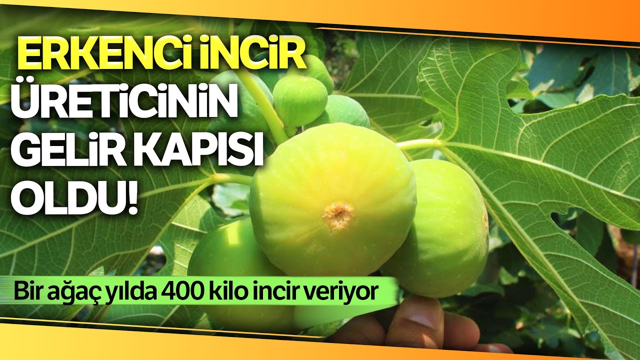 Erkenci İncirde Hasat Başladı, 35 TL'den Alıcı Buluyor