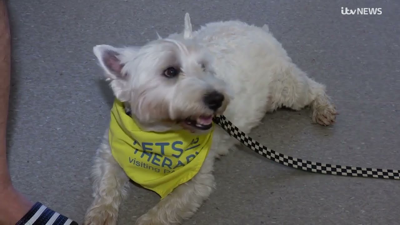 Pets As Therapy dog Frankie helps patients and staff at Jersey's General Hospital