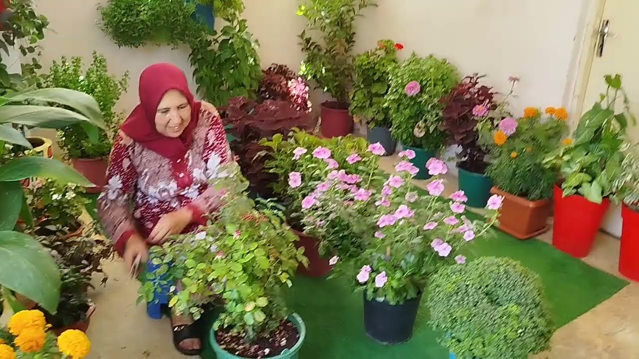 فيديو جديد على كيفية تكثيف النباتات والورود في المنزل بطريقة سهلة مع أمي إيطو 