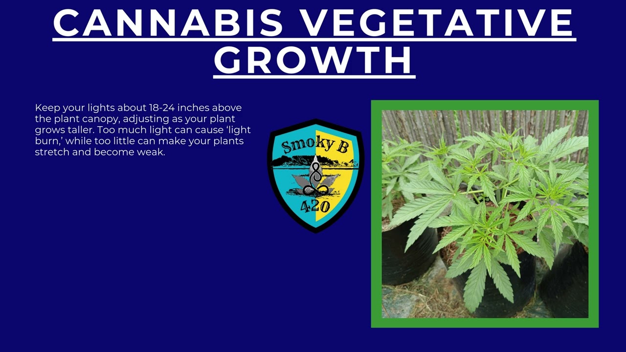 Master the Cannabis Vegetative Stage: Top Tips for Bigger Yields