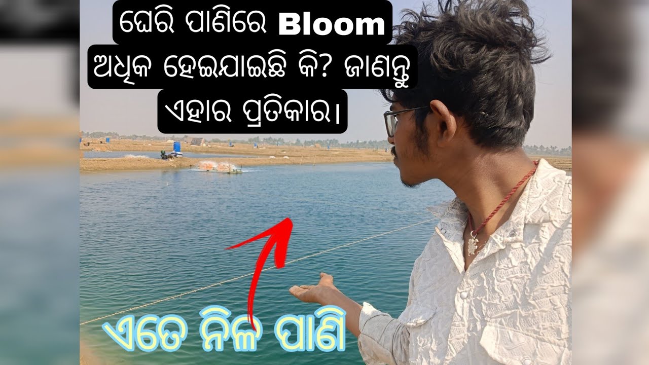 ଚିଙ୍ଗୁଡି ପୋଖରୀରେ Bloom Crash ହେଲେ କଣ କରିବେ?Bloom Scratching Problem & Solution (Odia Vlog)