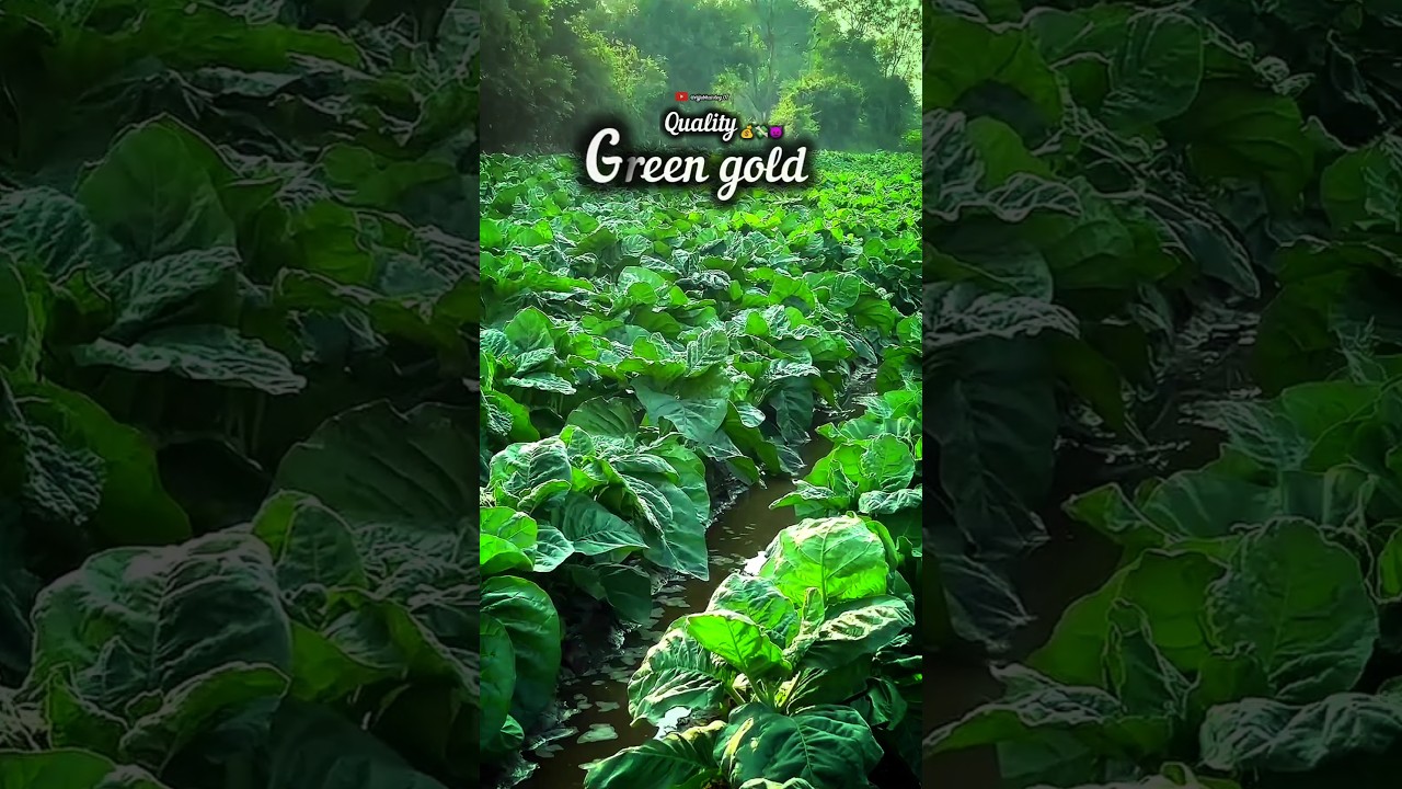 👿💸💰quality green gold 