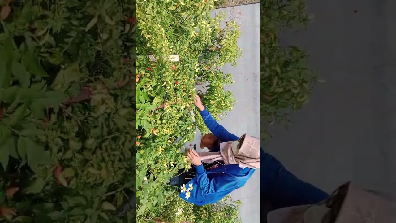 Shanum panen Cabai dan Jambu