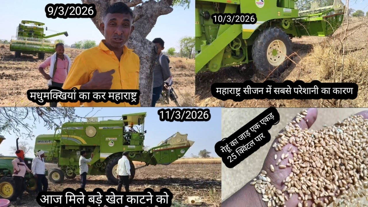 महाराष्ट्र में प्रति एकड़ गेहूं की पैदावार कितनी हुई अब की बार सीजन लगने वाला  कंबाइन का महाराष्ट्र 