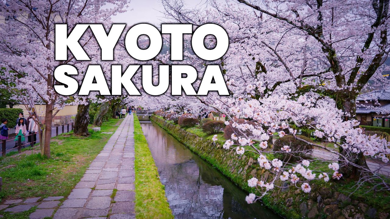 Walking Kyoto Philosopher's Path in Spring with Full Sakura【4K HDR】