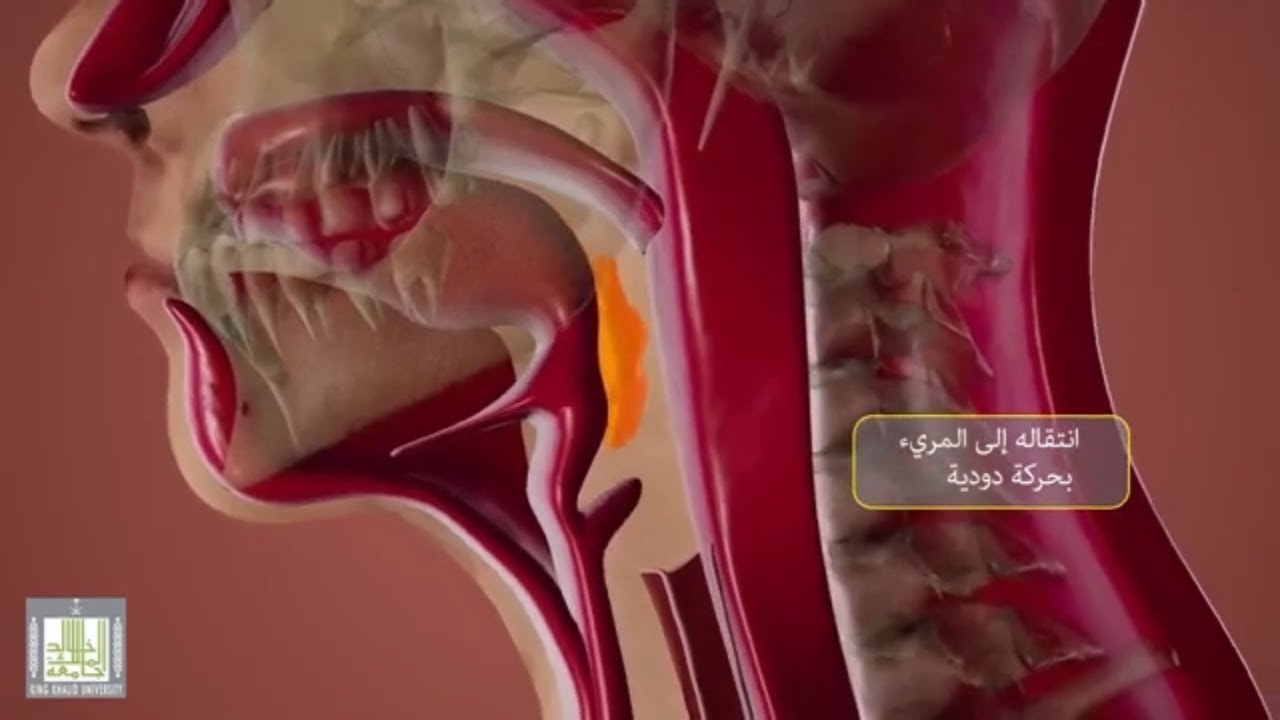 عملية الهضم والامتصاص - الجهاز الهضمي