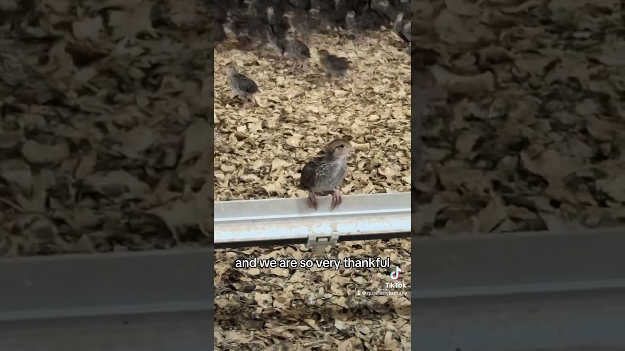 Another barn full of 40K Bobwhite Quail Chicks! #yt #birds  #reels #wildlife #babybird #quail #short