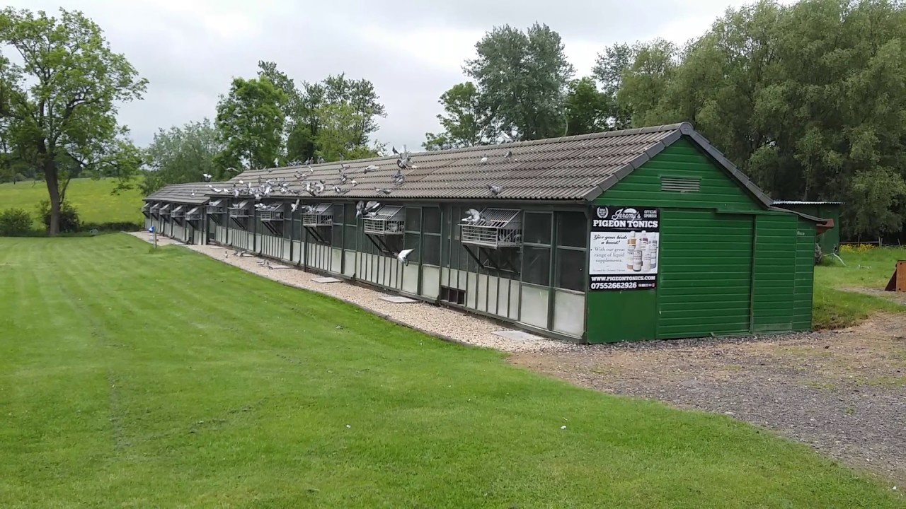 Top Loft Trapping 23/05/2017 Rpra One Loft