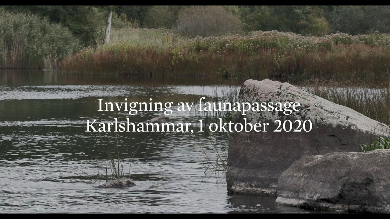 Invigning av faunapassage i Karlshammar