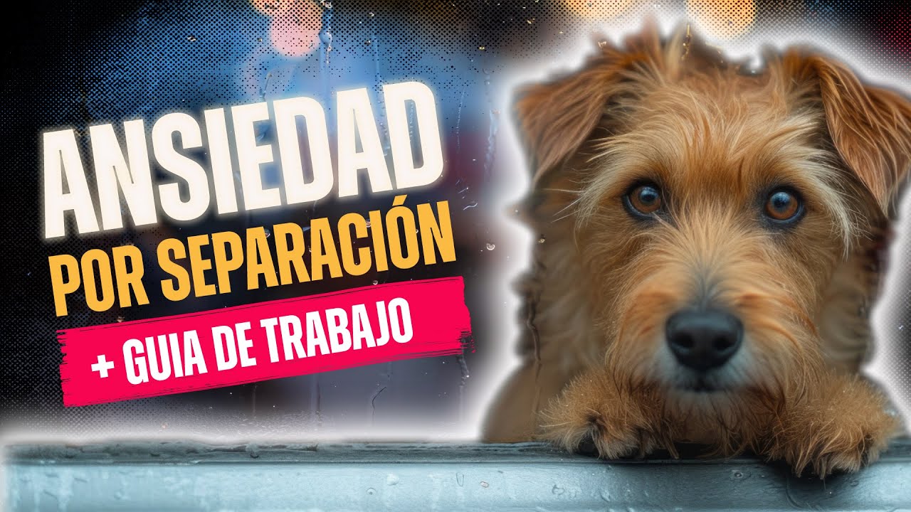 ANSIEDAD POR SEPARACIÓN: TODO lo que necesitas SABER #adiestramientocanino #educacioncanina #perros