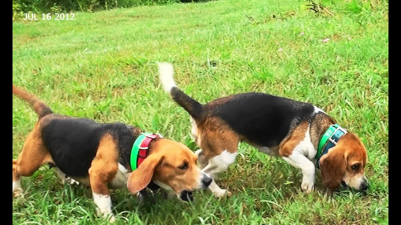 Skyview's Beagles Jen & EZ One I Really Enjoyed.