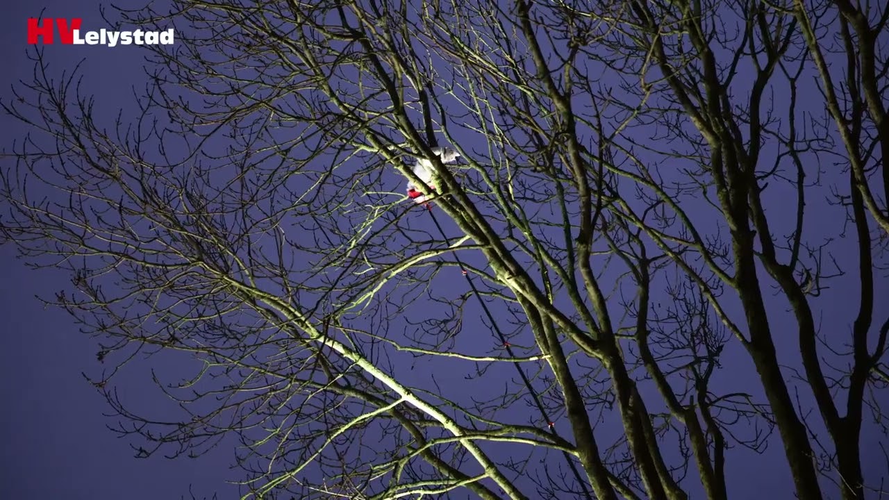 Brandweer redt kat uit boom