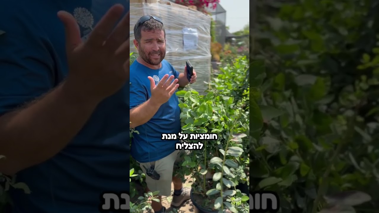 4 זנים נוספים של אוכמניות הגיעו אלינו- בואו להכיר את: סאנשיין, אן, שארפ-בלו ודוד