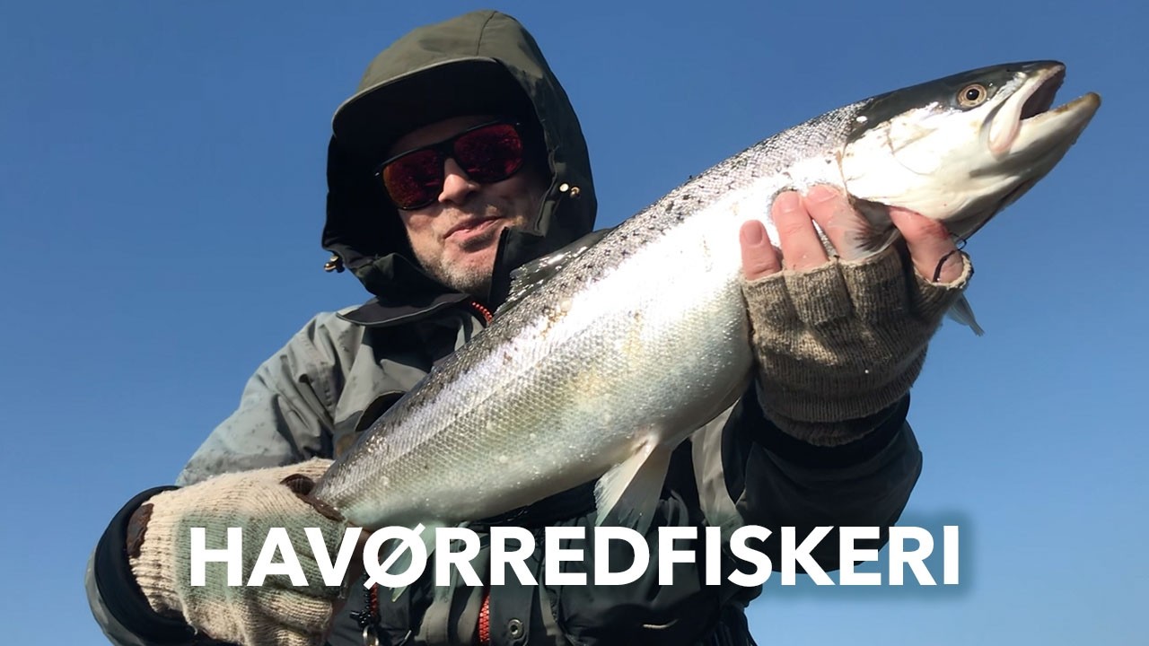 Sådan knækkede jeg koden på forårets havørredfiskeri!