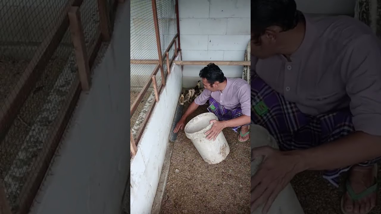 Rutinitas ayah waktu sore hari yaitu kasih makan ayam dan entok