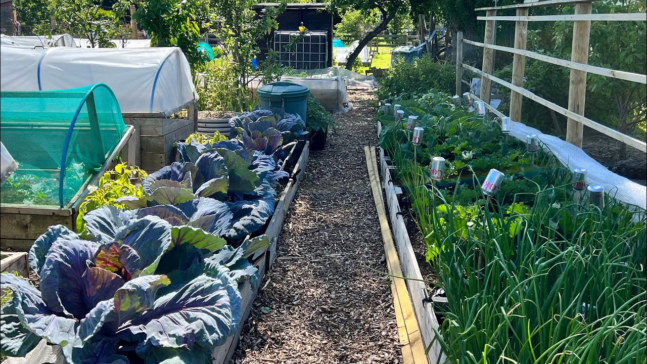 Full allotment tour as spring arrives with it's challenges!