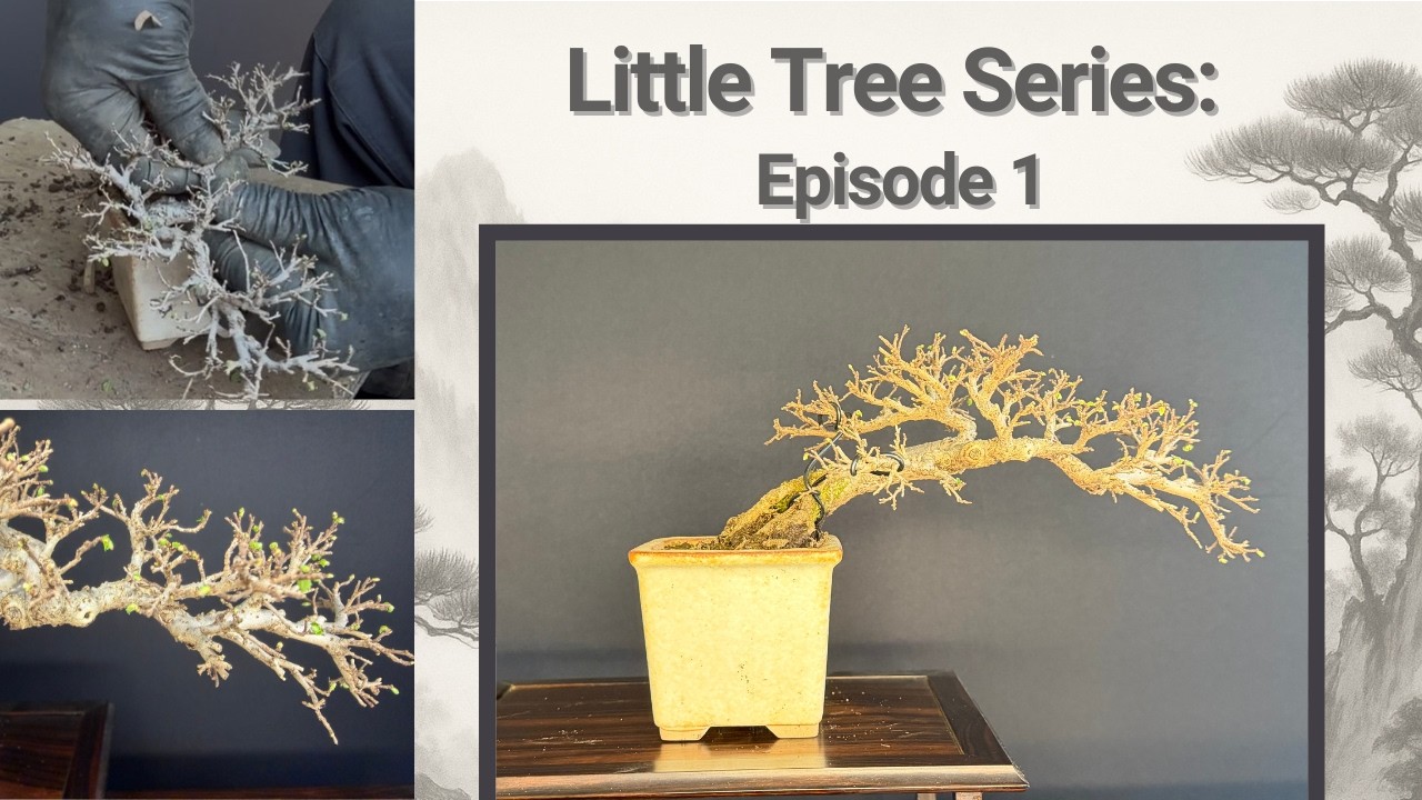 Little Trees Series - Episode 1
