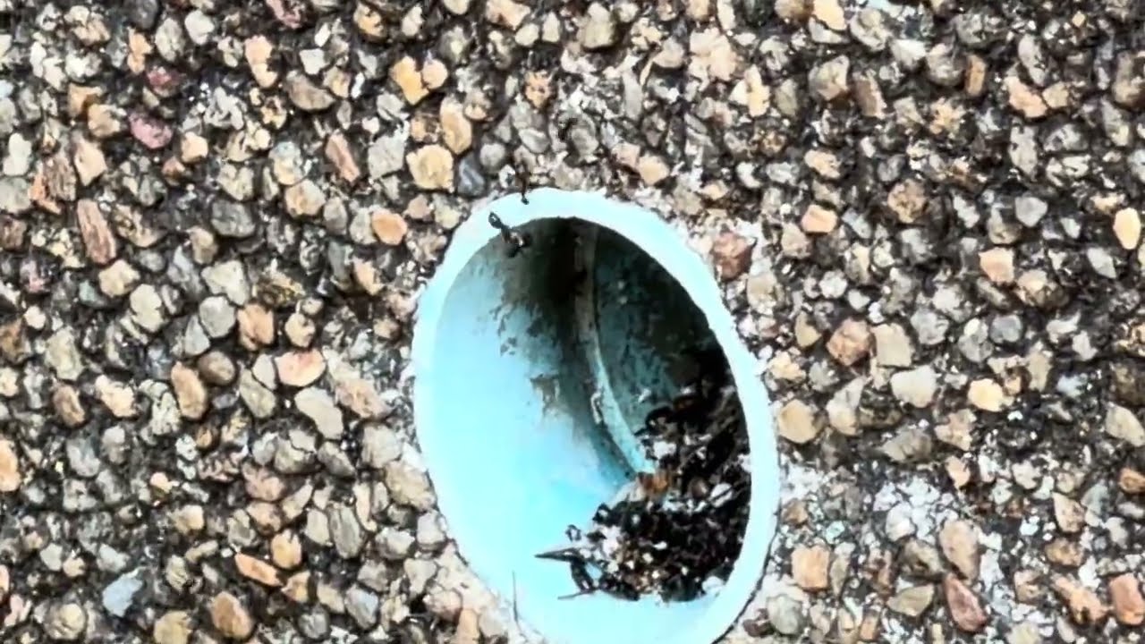 Hua Hin - Ants frantically transporting eggs to a new hideout #ants #thailand #huahin 