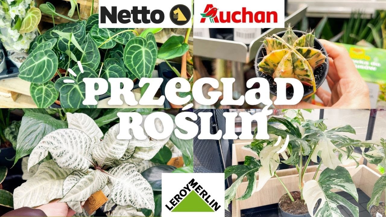 PRZEGLĄD ROŚLIN 🌱 / Auchan, Netto, Leroy Merlin / Półka śmierci / Nowości / Rośliny kolekcjonerskie