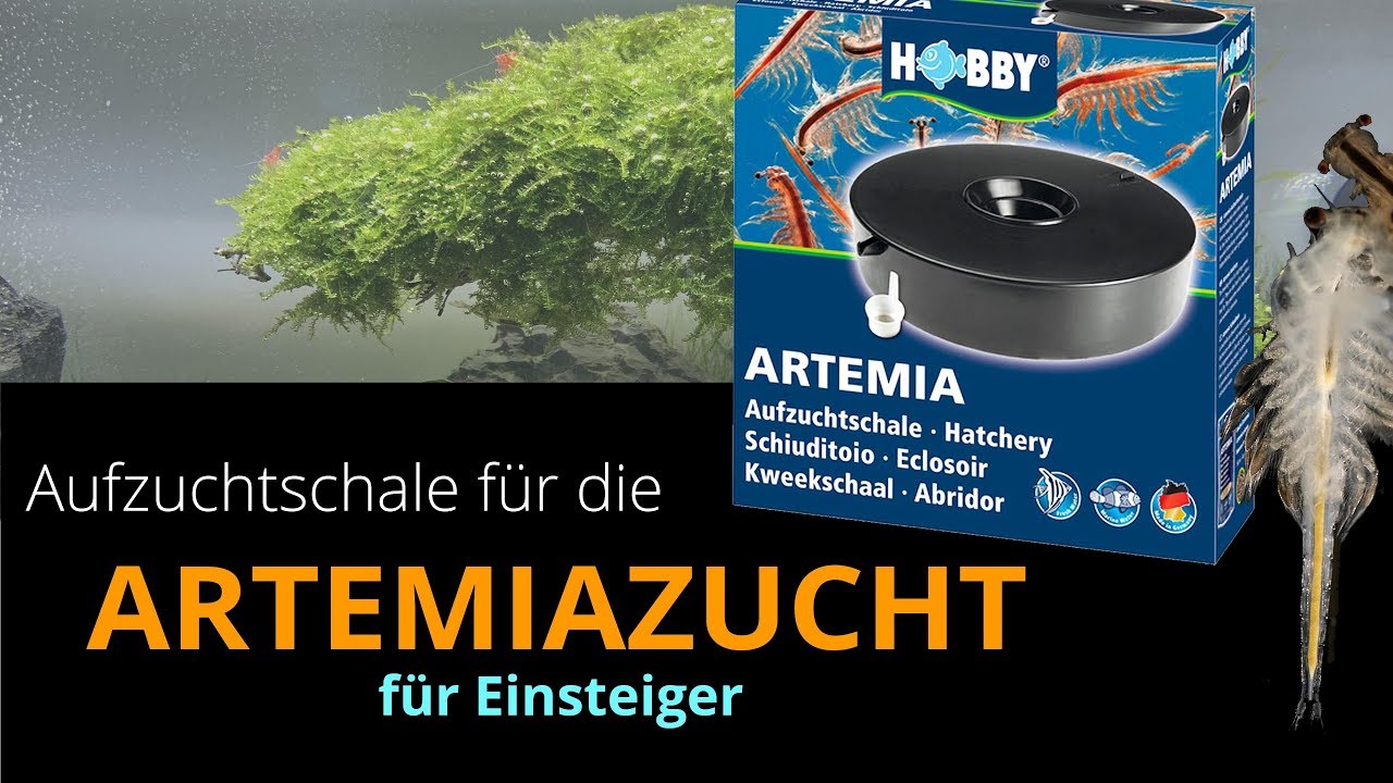 Artemia z&uuml;chten f&uuml;r Einsteiger - HOBBY Aufzuchtschale - Lebendfutter selbst herstellen