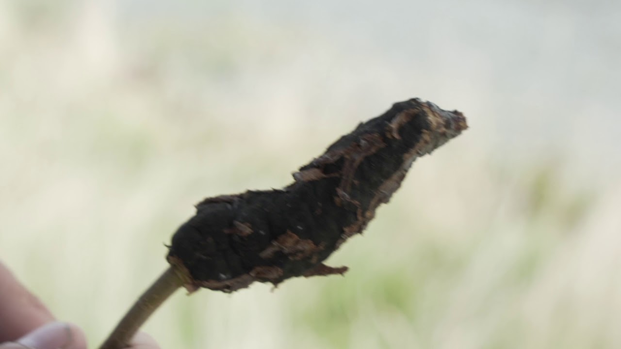 BLACK KNOT FUNGUS | Bestway Inc.