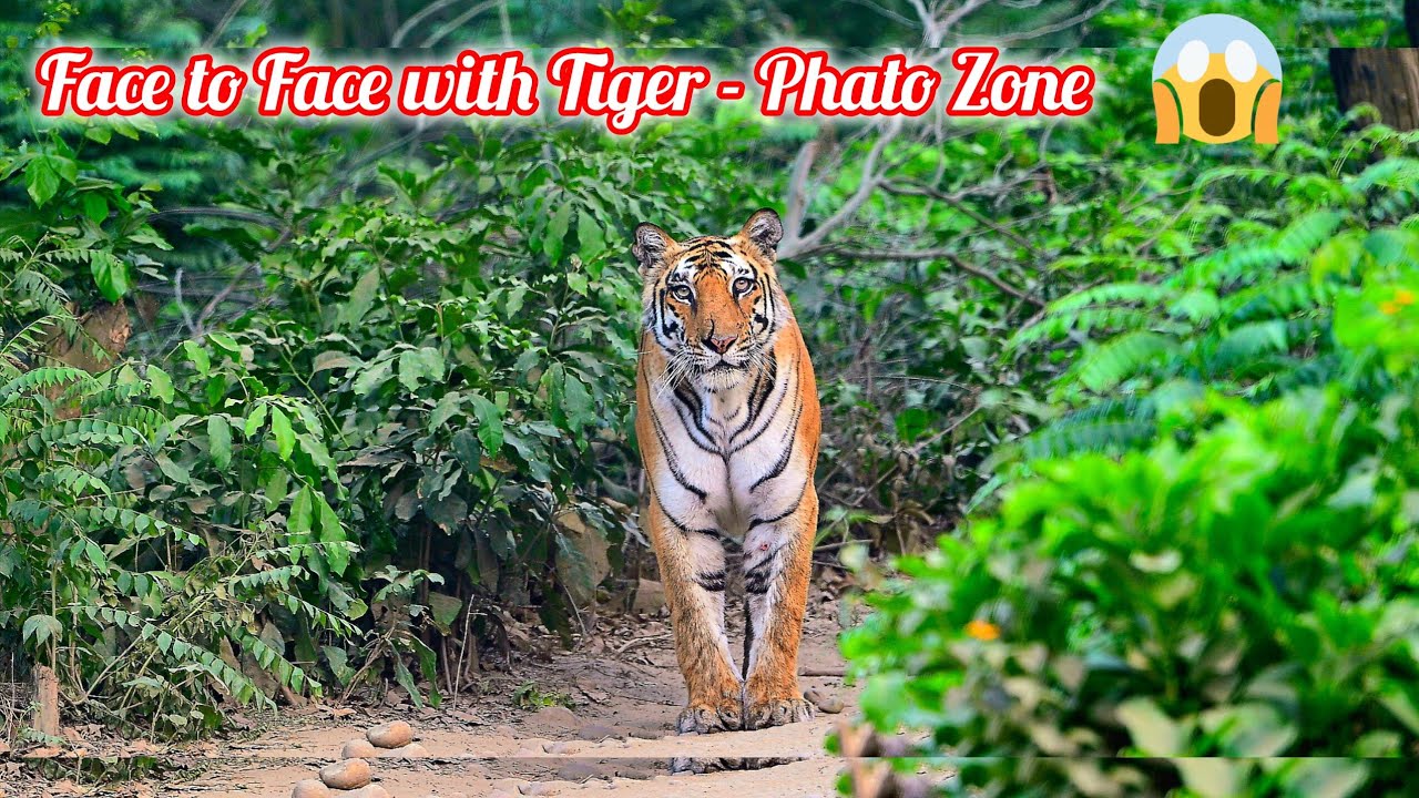 जंगल मे Tiger से आमना सामना  - Jim Corbett 😱 #wildlife #newvideo #trending