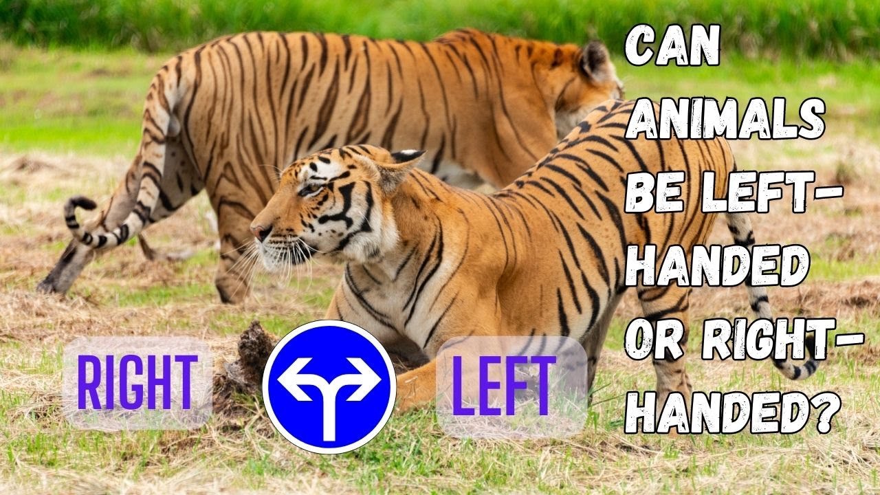 Animal Handedness: Can Animals Be Left-Handed or Right-Handed ?