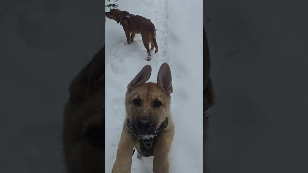 Winter hike, Snowshoeing with my puppies