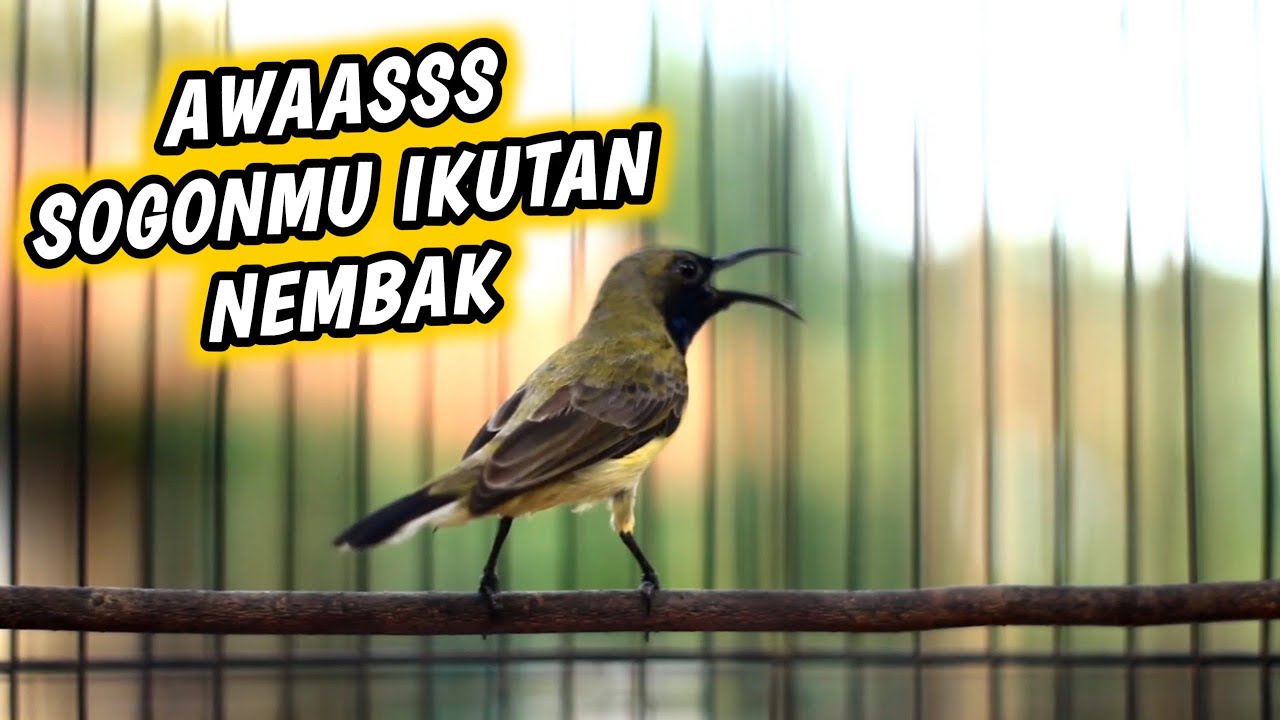SOGON NGRIWIK GACOR NEMBAK PANCINGAN EMOSI‼️HANYA 1 MENIT‼️AMPUH BIKIN EMOSI
